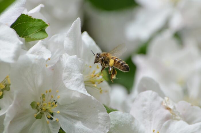 Mapiwee by Maped - Environnement - Comment sauver les abeilles